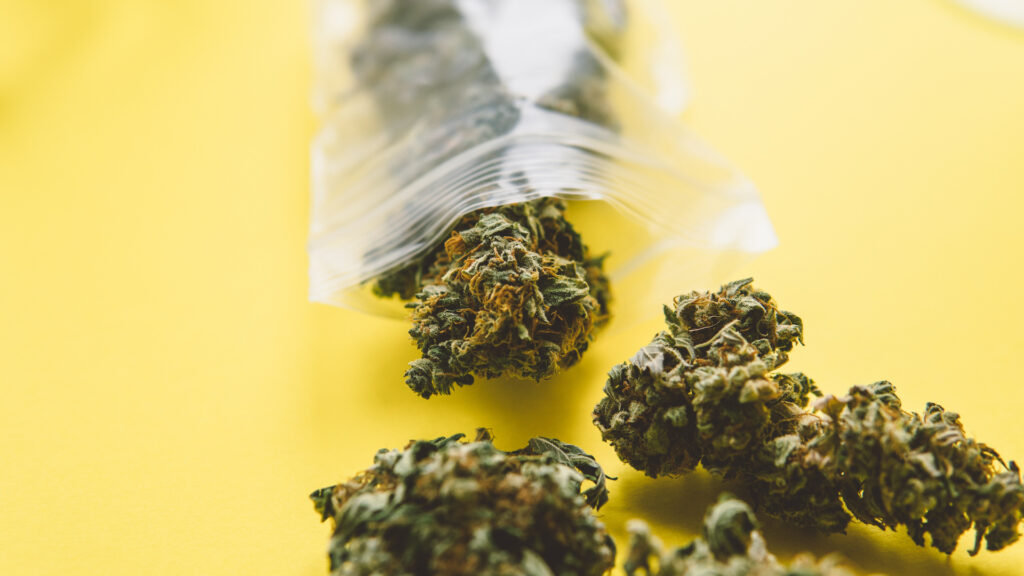 Close up of trichomes on marijuana. Small business marijuana dispensary in United States.