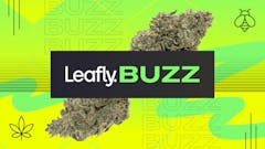 Leafly Buzz’s premium marijuana strain roundup includes Black Bubblegum Horchata, Point Break, and Panama Red. (David Downs, Sasha Beck/Leafly)