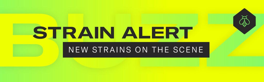 Fresh tree for '23. (Sasha Beck/Leafly)