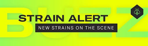 Leafly adds or corrects 1,000 strains to its database every year. Here are some of the new features. (Sasha Beck/Leafly)