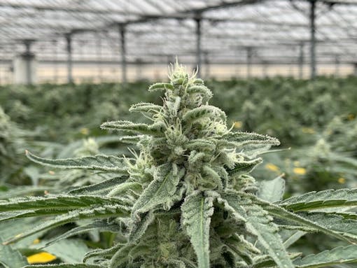 (David Downs/Leafly)