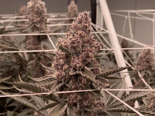 (David Downs/Leafly)