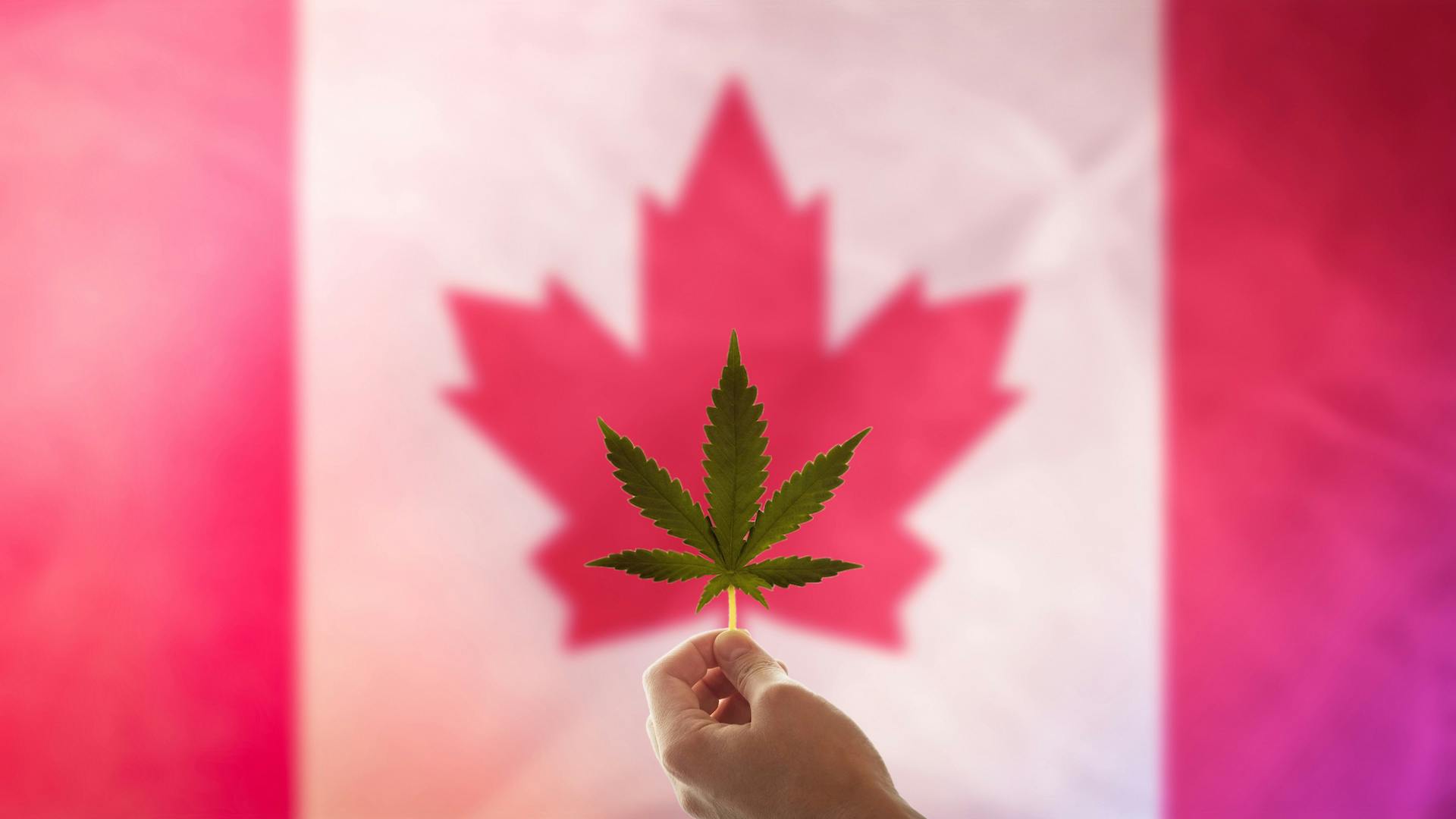 Canadians love weed, so why can’t brands stay in business? image