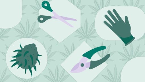 how to trim cannabis