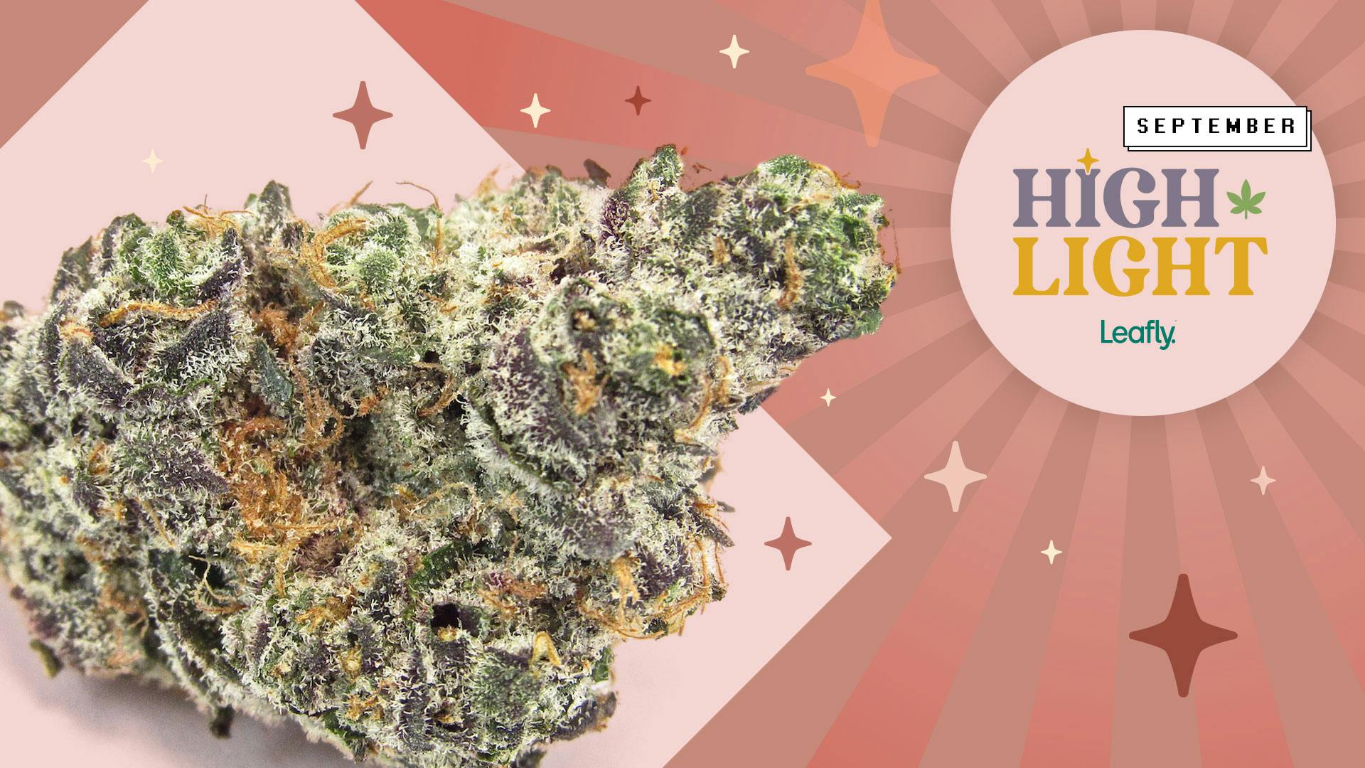 The Apple Fritter weed strain is September 2022's Leafly HighLight