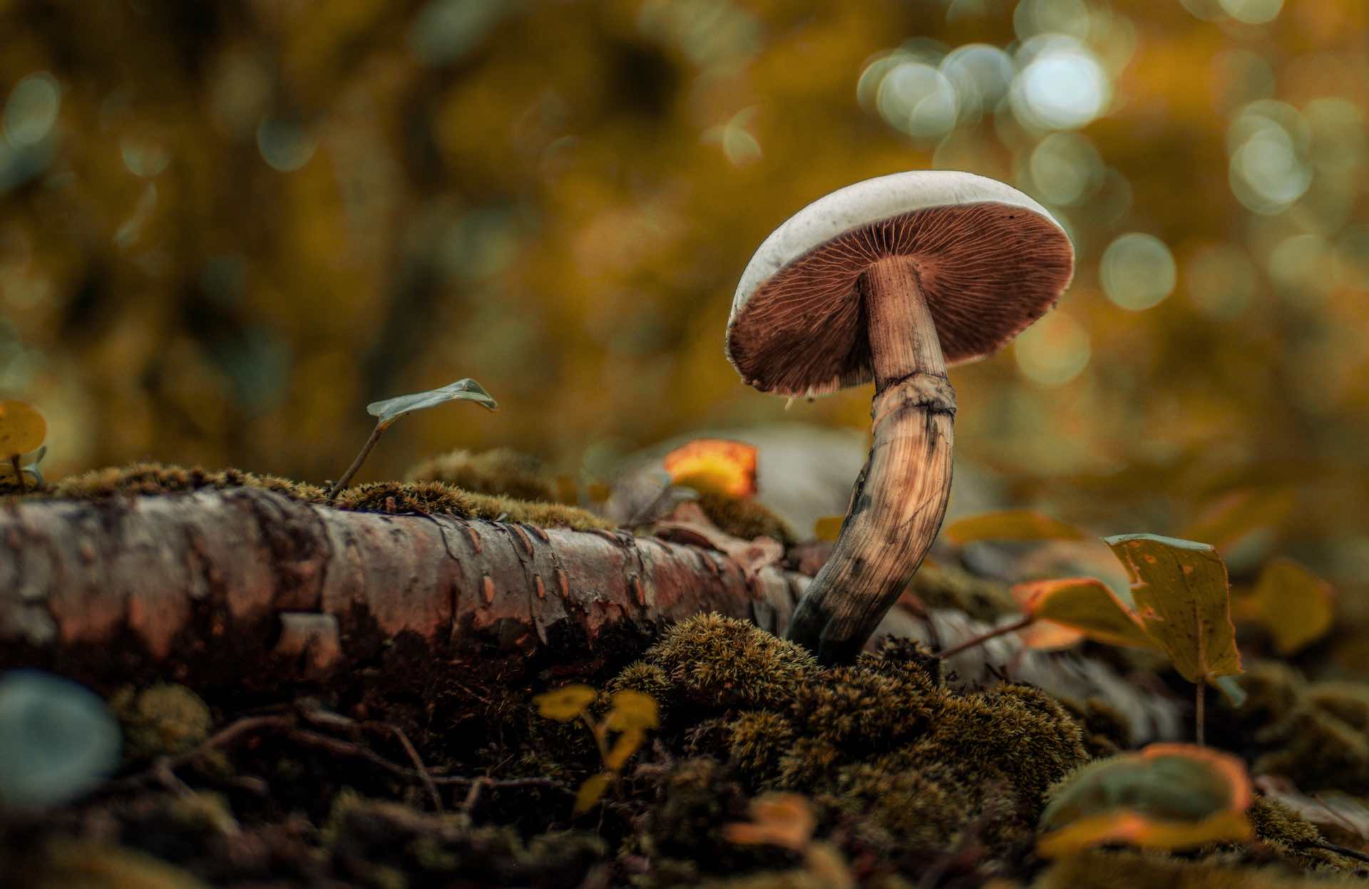 How to forage for magic mushrooms | Leafly