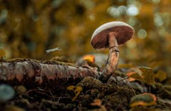 psilocybin magic mushroom