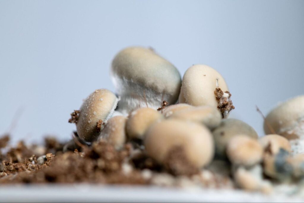 How To Grow Psychedelic Shrooms For The First Time | Leafly