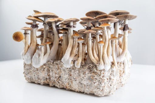psychedelic mushrooms growing