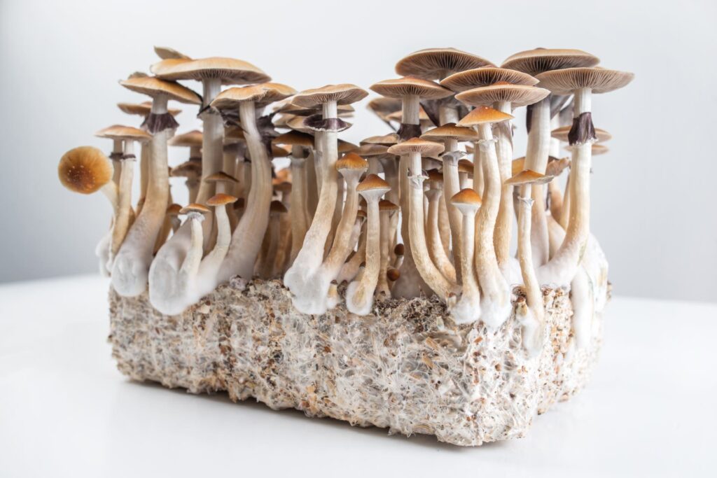 psychedelic mushrooms grow