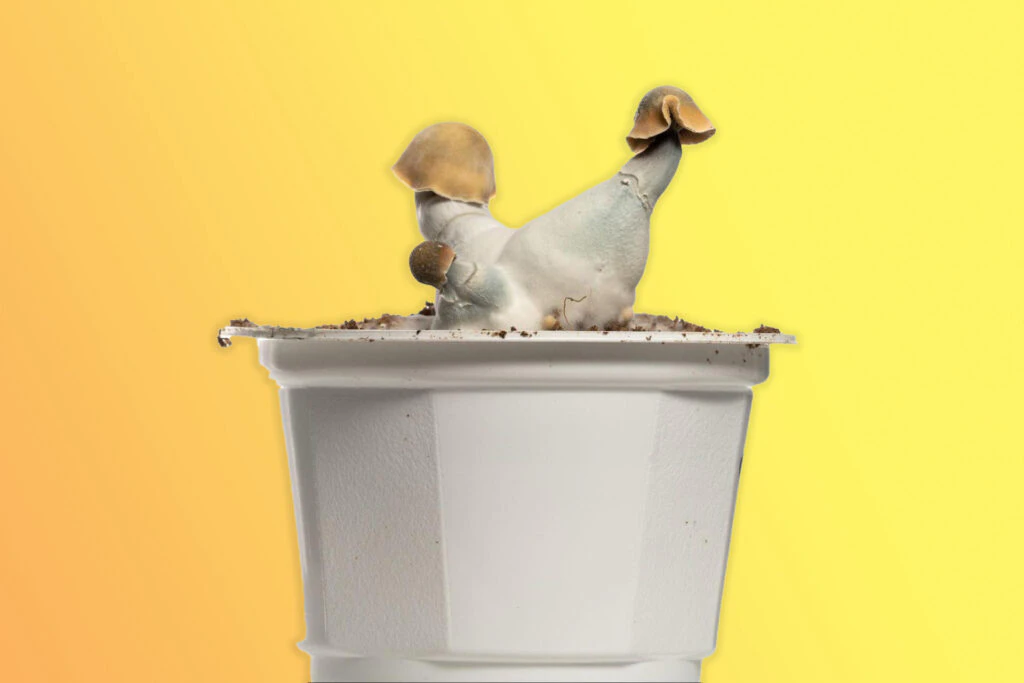 How To Grow Shroom The Perfect Guide How To Grow Shroom The Perfect Guide