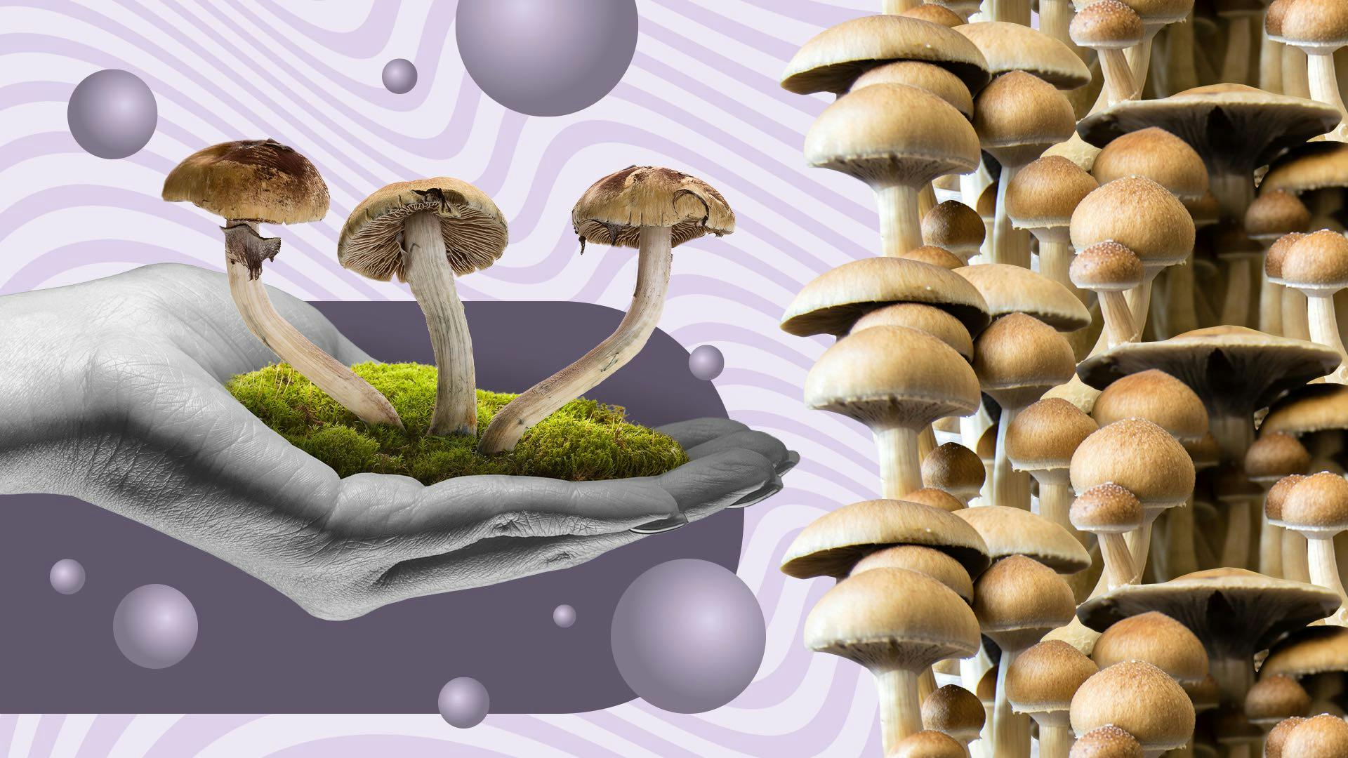 How to grow psychedelic mushrooms for the first time image