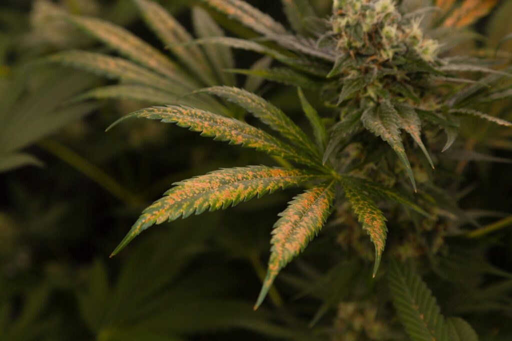 Cannabis nutrient deficiencies & leaf symptoms | Leafly