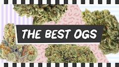 The best OG Kushes are still to come. (Leafly)
