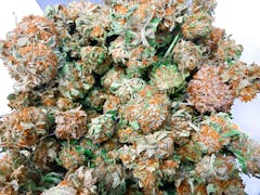 Top view of medical marijuana flower buds