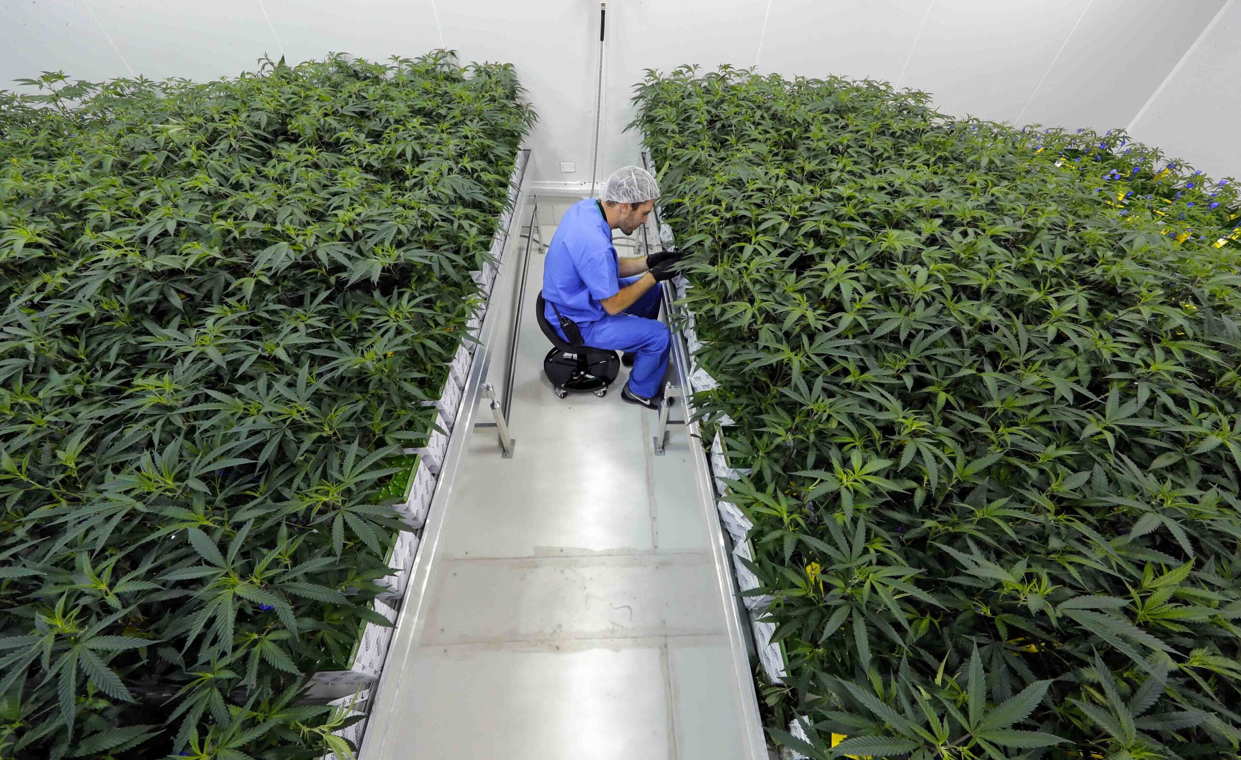 New Changes Improve The Lives Of Louisiana's Medical Marijuana Patients ...