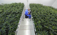 photo-of-medical-marijuana-being-grown-in-louisiana