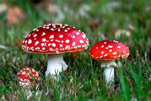 bright red mushrooms with white-flccked caps growing in grass
