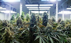 top of cannabis marijuana plants in science lab for making medicine and herb product in landscape banner