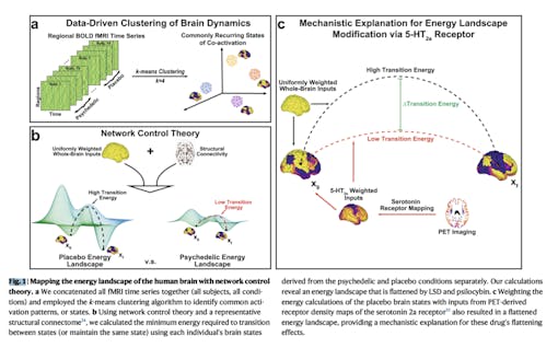 (“Receptor-informed network control theory links LSD and psilocybin to a flattening of the brain’s control energy landscape” / Weill Cornell Medicine)