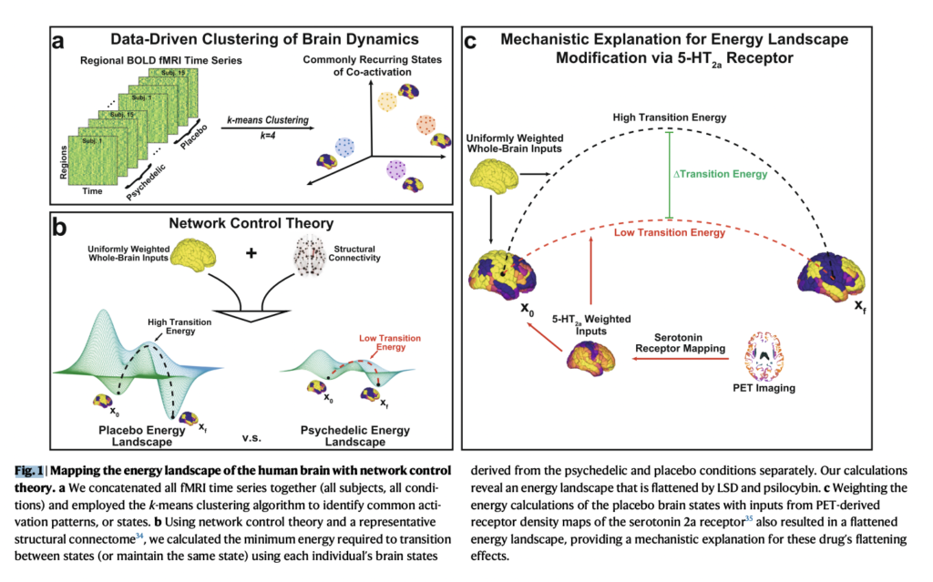 (“Receptor-informed network control theory links LSD and psilocybin to a flattening of the brain’s control energy landscape” / Weill Cornell Medicine)