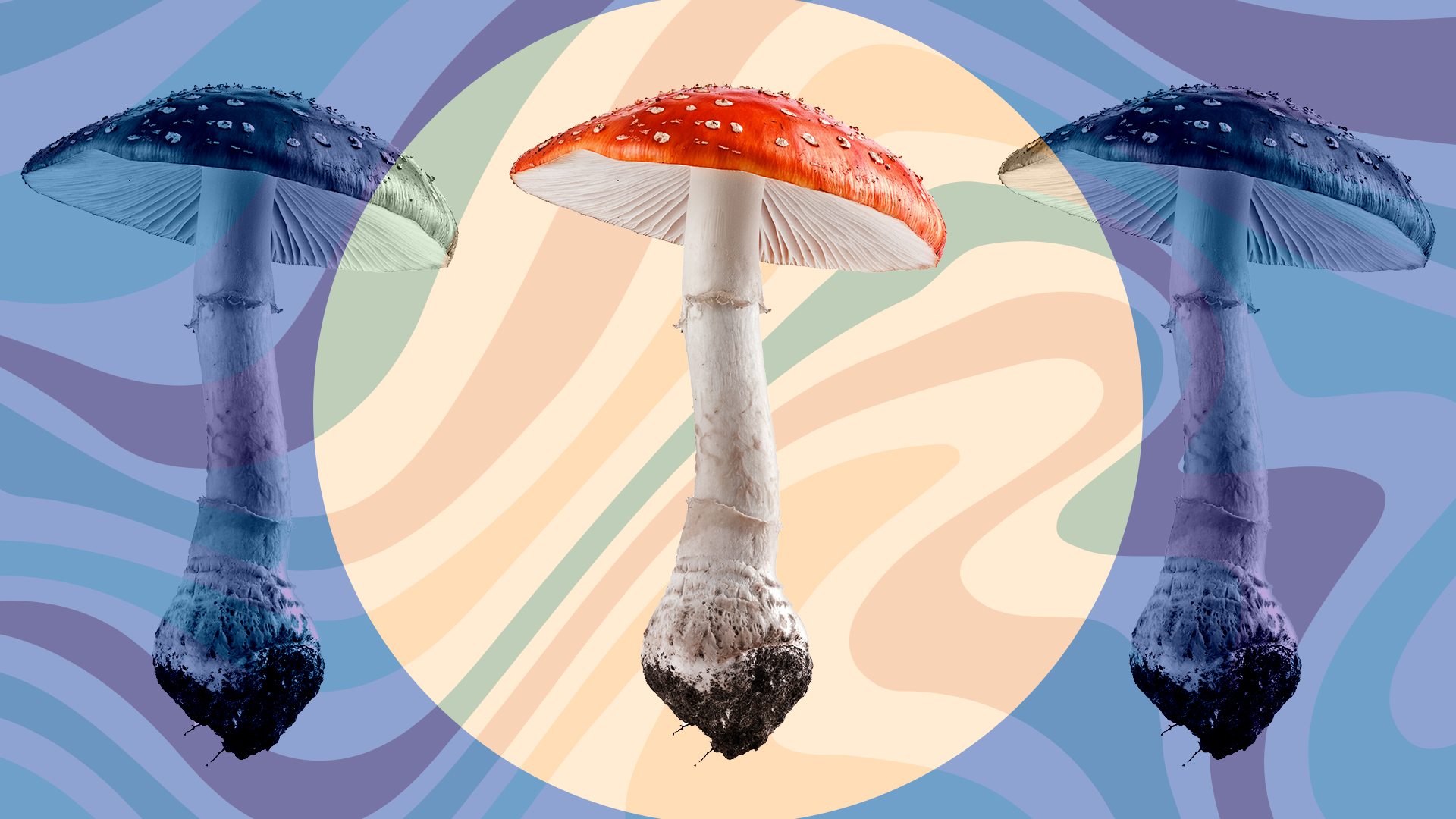 Meet amanita muscaria, the legal mind-altering mushroom for sale in Florida (and online)