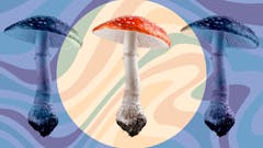 fly-agaric-mushroom