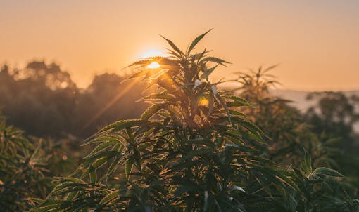 single-source CBD extracts