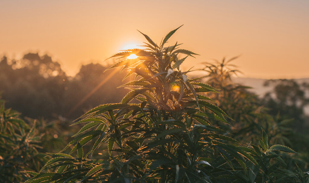 Single source CBD extracts