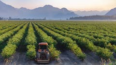 Blueberry field and mountains in the distance in British Columbia, blueberries ready for harvesting. Blueberry farm in Vancouver BC. Nobody, blurred, selective focus