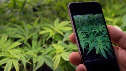 cannabis smartphone camera