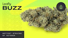 Leafly Buzz’s premium marijuana strain roundup includes GMO-OG (pictured), RS11, Dante’s Inferno, and Sherbanger. (David Downs, Sasha Beck/Leafly)