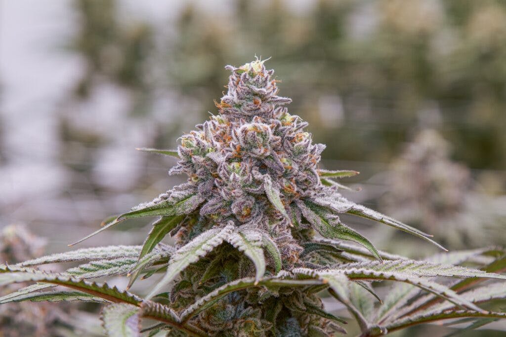 Dante’s Inferno is peak Instagram weed. (Courtesy Freddy’s Fuego)