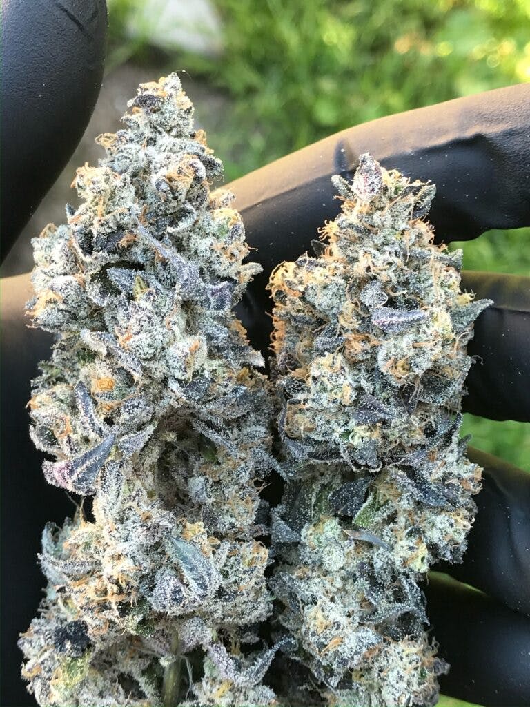 NorCal Gardens Sherbanger 22. (Courtesy NorCal Gardens)