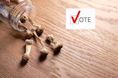 psilocybin-mushrooms-photo