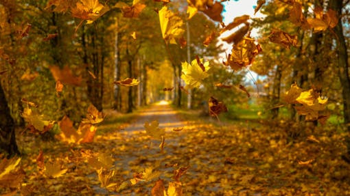 close up of fall leaves on a walking path
