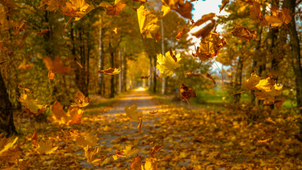 Close up of fall leaves on a hiking trail