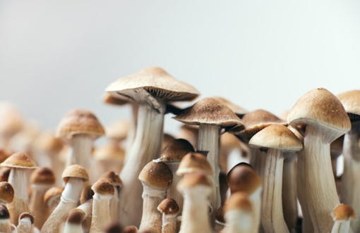 magic mushrooms Psilocybe Cubensis