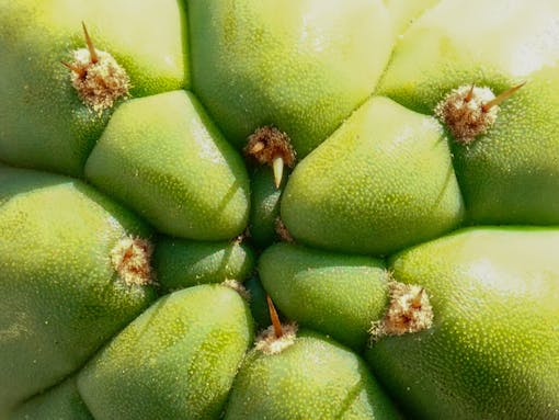 Close-up photo of a San Pedro Huachuma cactus - a plant containing psychoactive mescaline.