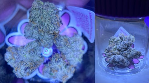 Mother Exotic Flower (MEF)