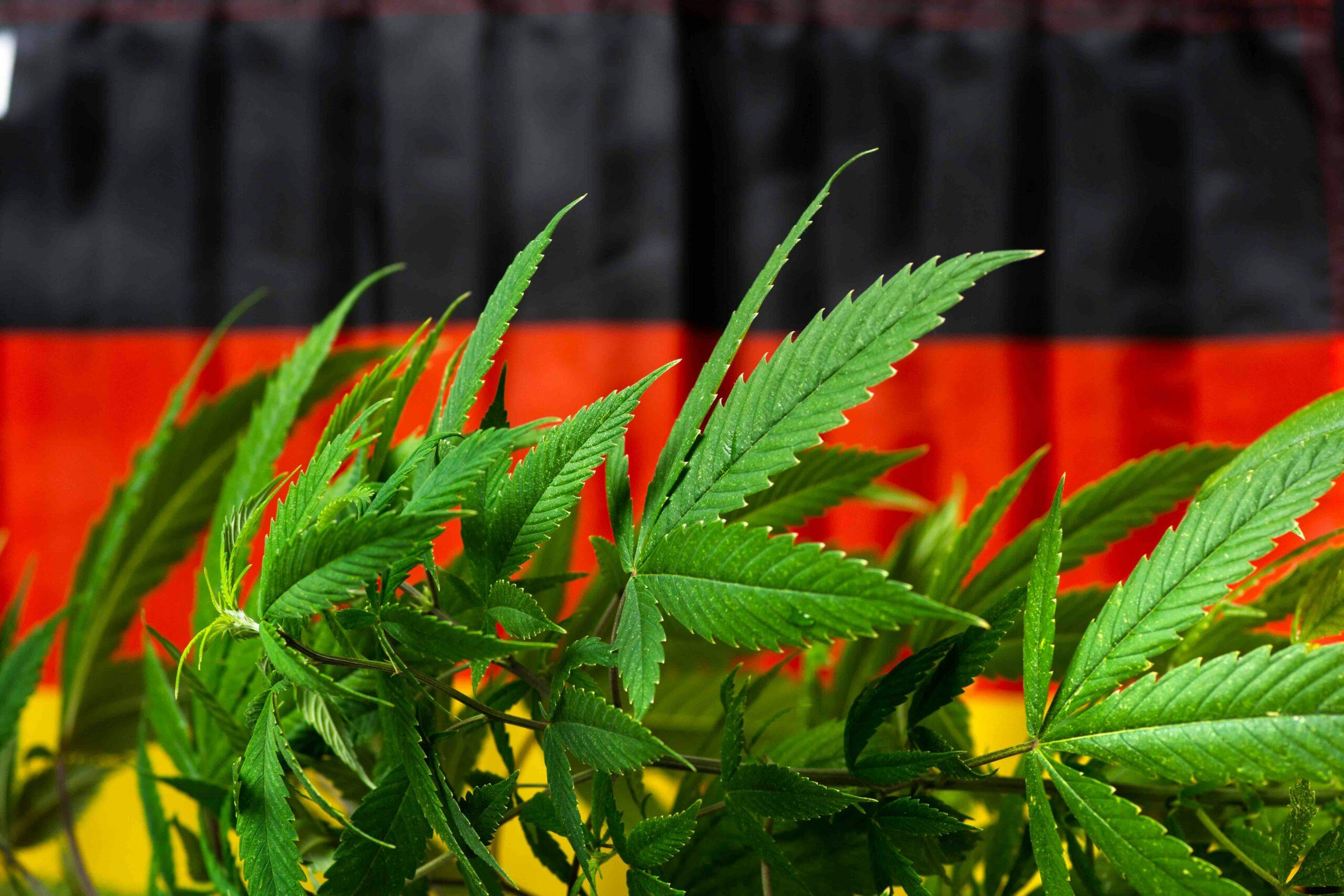 Germany legalization gets underway with first 4/20 image