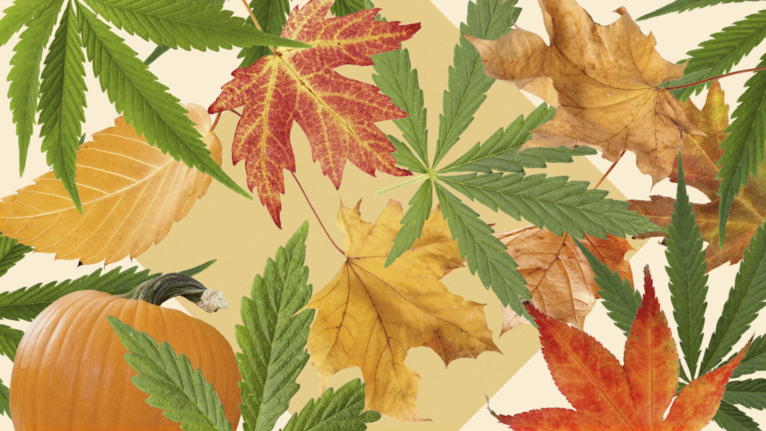 7 cannabis strains that pair perfectly with your fall festivities Leafly