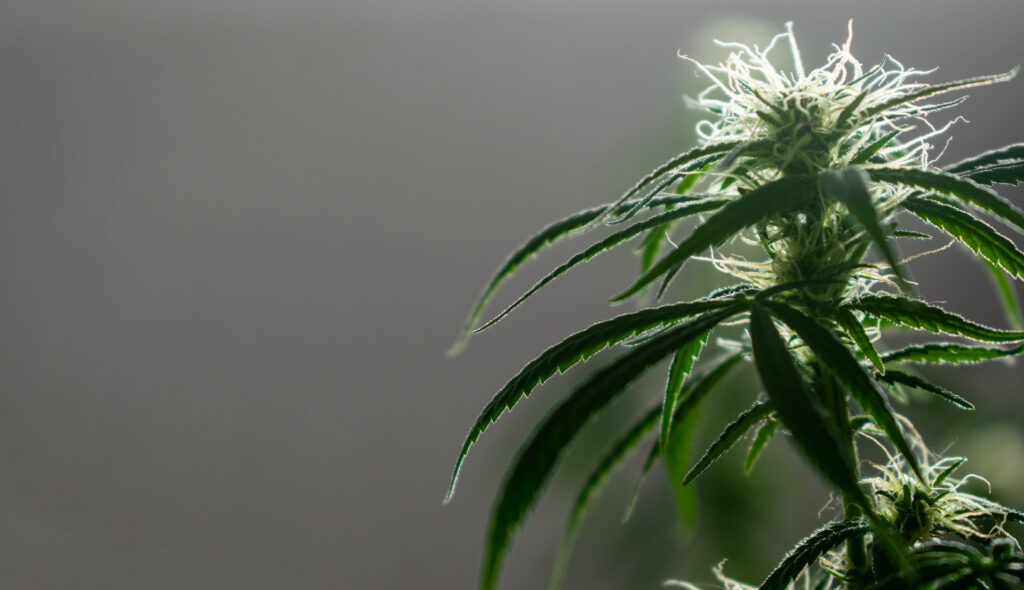 Photo of the cannabis plant against a gray background