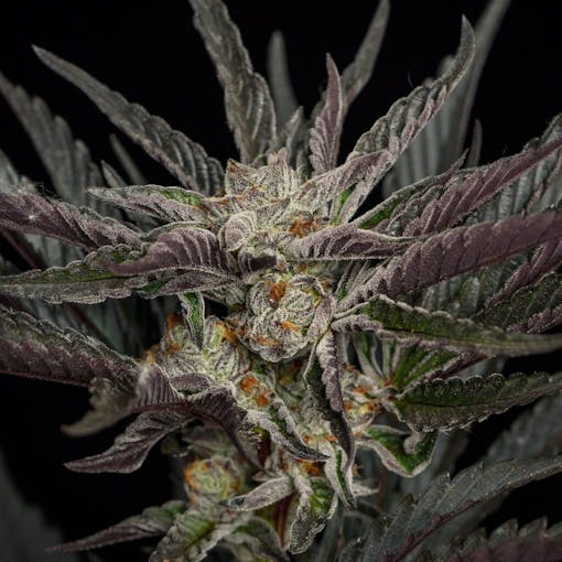 Trendsetter: Garapples combines the strain Gary Payton with Apples & Bananas. (Courtesy Farmer and the Felon)