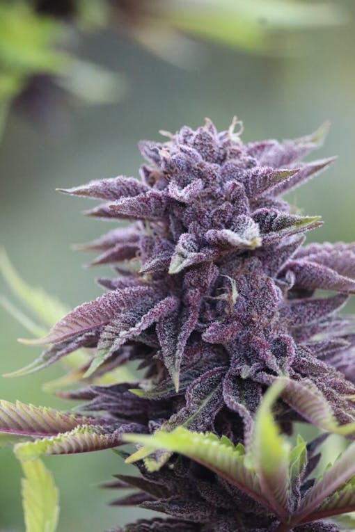 Stop the world and melt: Sungrown Garlic Budder turns purple at Lost Paradise Organics, Mendocino County, CA. (Courtesy Lost Paradise Organics)