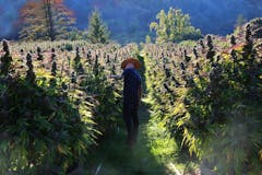 Fields of gold: Harvest time at Honeydew Farms in Humboldt County. (Photo by Miranda Moore, Courtesy of honeydew Farms)