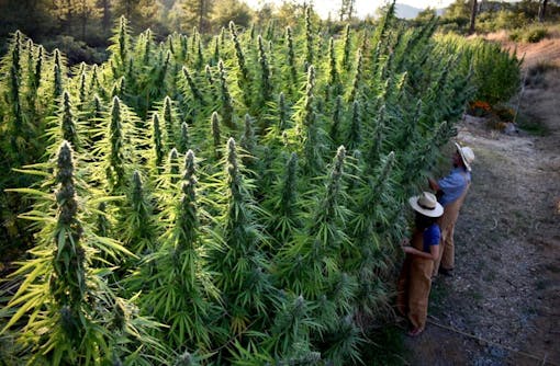 Nice Day Gardens' Mango Mintality going on off. (Courtesy Nice Day Gardens)