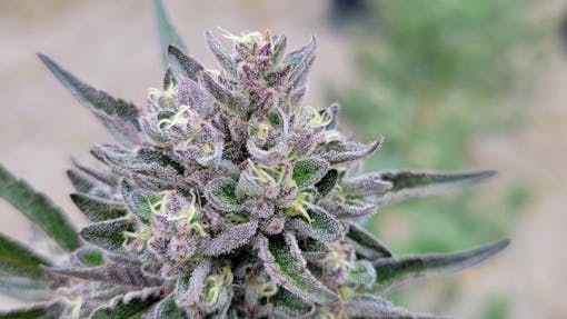 How do you them?Organic Medicinals Gravity Apple is Sun+Earth certified sungrown. (Courtesy Organic Medicinals)