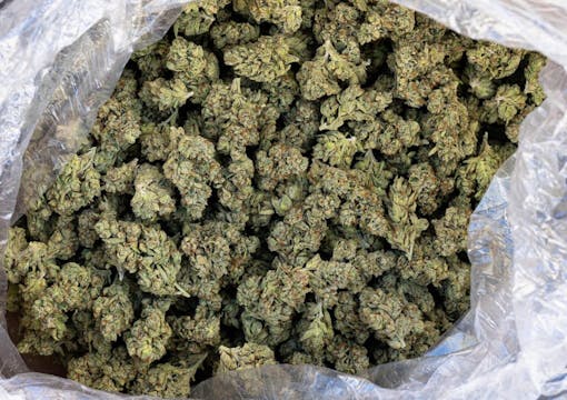 Green weed gang, let’s roll: Zawzt in bulk for harvest season. (Courtesy Phinest)