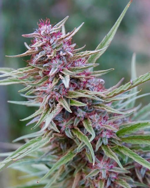 Pink Boost-Göttin von Emerald Spirit Botanicals